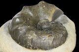 6.15" Triassic Ammonite (Ceratites Nodosus) In Concretion - Germany - #131913-2